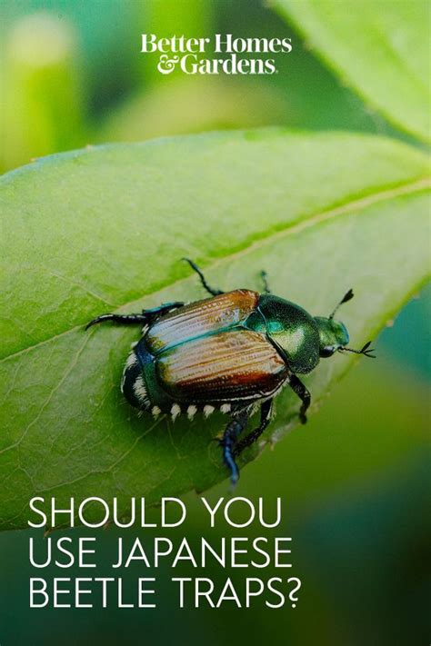 Two Beetles On A Green Leaf With The Caption Should You Use Japanese