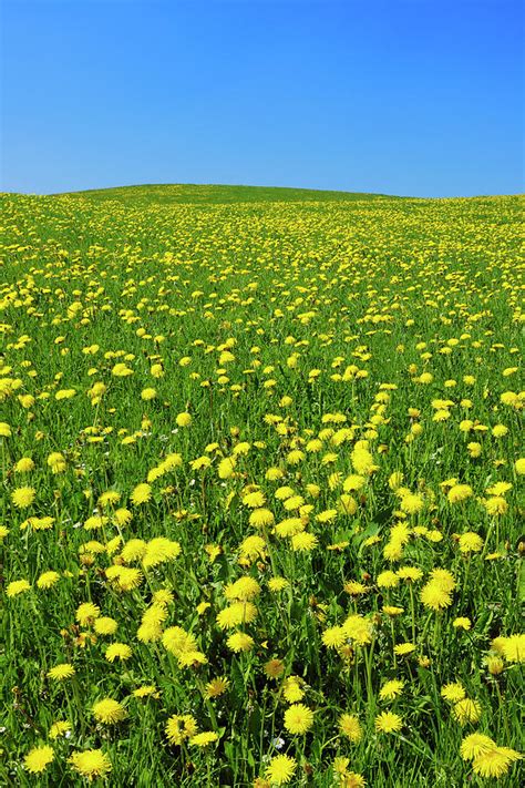 Meadow Of Dandelions Bavaria Germany By Martin Ruegner