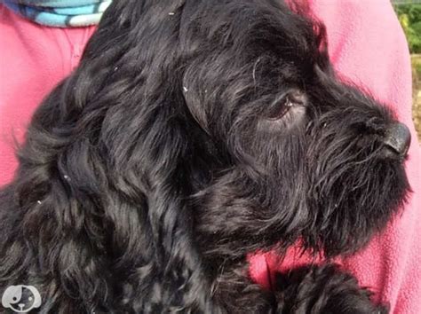 Rough Coated Black Cockapoo Girl Puppy Ready To Go In Canterbury CT4