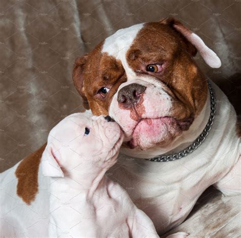 Funny American Bulldog puppy with mo | High-Quality Animal Stock Photos ...