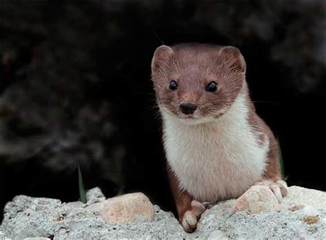 Weasel Pet Animals Affection Other Pets
