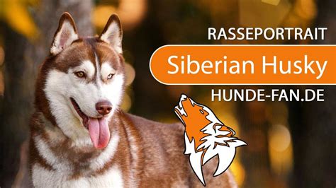 Cute Irish Wolfhound Siberian Husky Mix L2sanpiero