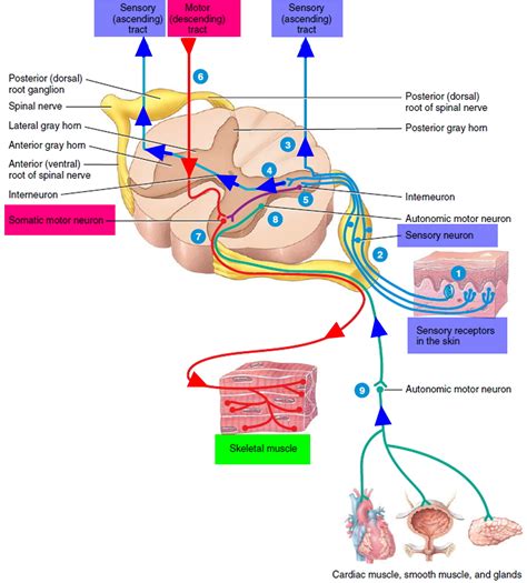 A Neuron Carrying Messages Away From The Brain Or Spinal Cord Editbxe