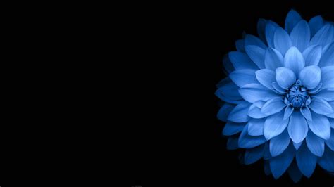 wallpaper 1920x1080 px black blue dark flowers 1920x1080 wallhaven 1045517 hd