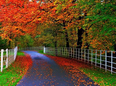 Forests Parks Trees Leaves Roads Fences Natural Beauty Of Autumn