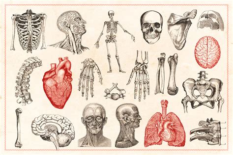 Anatomía Y Fisiología B Escuela Igem Institut Guxens De Medicina