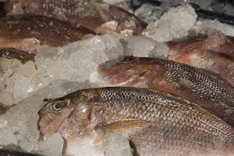 Fresh Fish On Ice Stock Image Image Of Food Ocean Beautiful 12542433