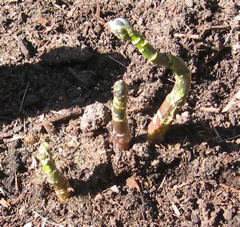 Place the tray or pots in a sunny, warm location and keep the soil moist. Growing Asparagus