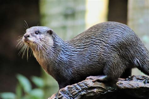 Asian Small Clawed Otter Aonyx Cinereus Zoochat