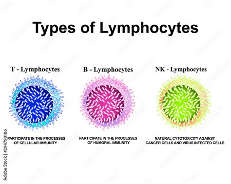 Types Of Lymphocytes T Lymphocytes B Lymphocytes Nk Lymphocytes