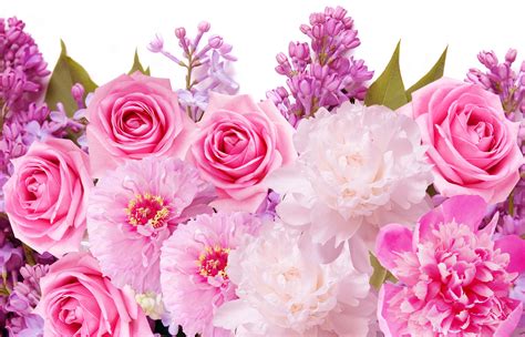 Beautiful Pink Roses Wallpapers For Desktop Wallpaper Cave