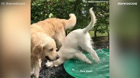 Funniest Dog Fail Compilation 2019 Funny Pet Videos Monkoodog
