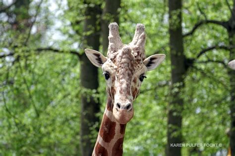 Ali Baby Giraffe — KAREN PULFER FOCHT -Photojournalist Memphis