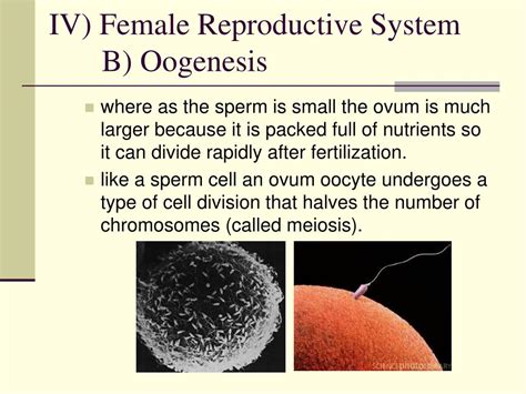 Ppt Iv Female Reproductive System B Oogenesis Powerpoint