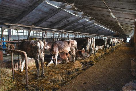 Large Barn With Cows Stock Photos Motion Array
