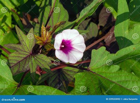 Sweet Potato Ipomoea Batatas Leaves And A Flower Called Ubi Jalar In