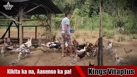 Mga Kafarmers Hatid Sa Atin Ng Kings Vitaplus Animal Feed Supplement