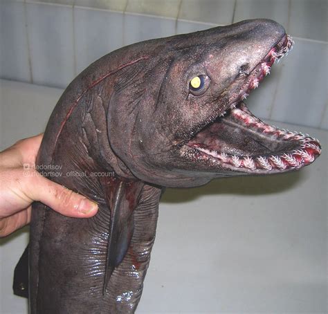 Russian Fisherman Shares Scary Photos Of Deep Sea Creatures Petapixel