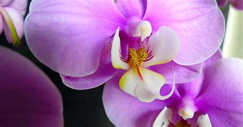 Orchid Phalaenopsis [4000x2248] [oc] Imgur