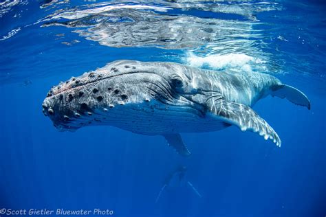 One of the premier locations to view this migration is in the warm waters off surfers paradise, qld australia. The World's Best Places to Swim with Whales - Bluewater ...