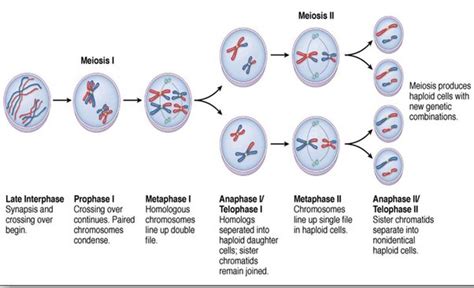 Genetic Makeup Of Daughter Cells In Meiosis