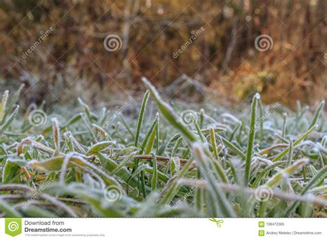 Grass Covered With Frost In The Early Morning In Autumn Stock Image