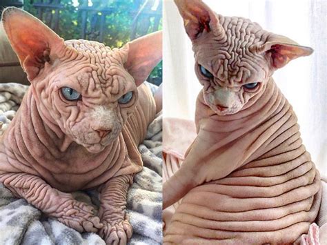 Sphynx Cat This Wrinkly Sphynx Cat Looks Scary To People But Owner