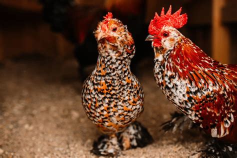 11 Speckled Chicken Breeds The Hip Chick