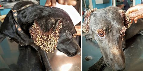 Heroes Find Dog Covered With Horrifying Bumps Then They Figure Out