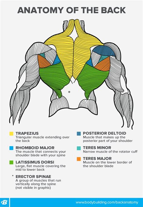 How To Build Upper Back Muscles Askexcitement5