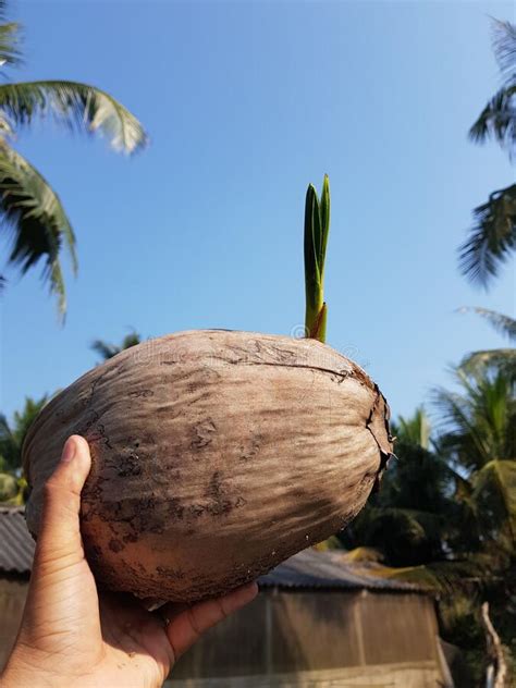 Old Coconut Fruit Which Germinating Stock Image Image Of Tree Brown