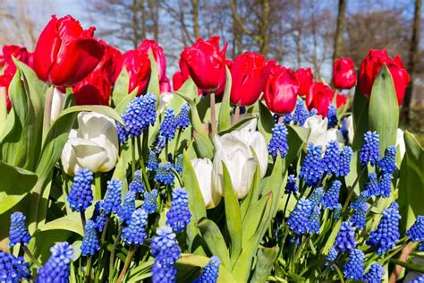 Everything You Should Know About Red White And Blue Flowers