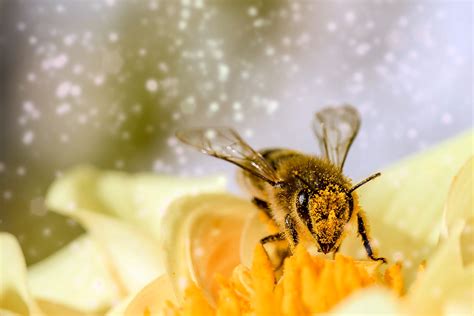 Honey Bee Wallpaper In 4k High Quality Resolution Honey Bees