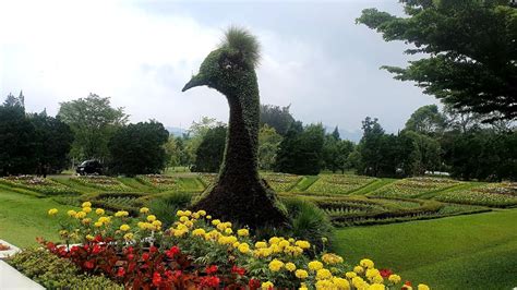 Taman bunga nusantara sendiri merupakan taman display bunga pertama di indonesia. Amazing Cipanas : Beautiful Taman Bunga Nusantara - YouTube