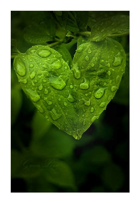 Green Love By Grandspammer On Deviantart