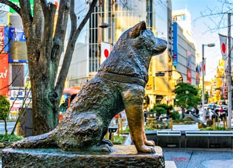 Hachiko The Story Of Tokyos Famous Loyal Dog Engoo Daily News