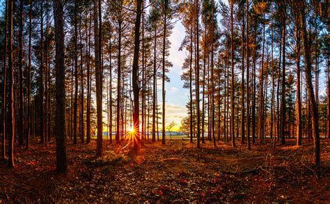 Critic reviews for the village in the woods. Sunset in the woods | Going away from the concrete jungle ...