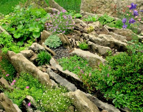 I consider them more of a decorative piece in our front yard but love that we also get the benefits of growing our. Crevice Garden Collection : Arrowhead Alpines