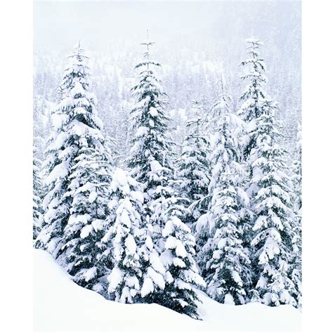 Snow Covered Trees Printed Backdrop Backdrop Express