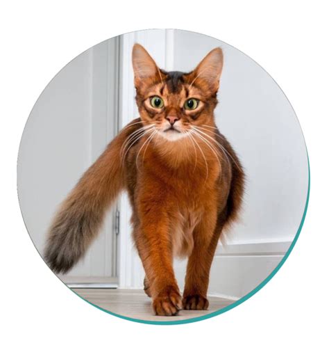 Somali Cat Cat Breeds Breed Information Mad Paws Blog