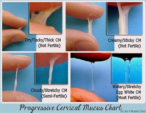 Checking Your Cervical Fluidmucous Amy O Mara