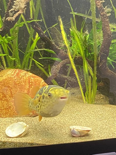 Say Hello To Puff Daddy Our Topaz Puffer Fish Raquariums