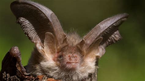Brown Long Eared Bat Plecotus Auritus Woodland Trust