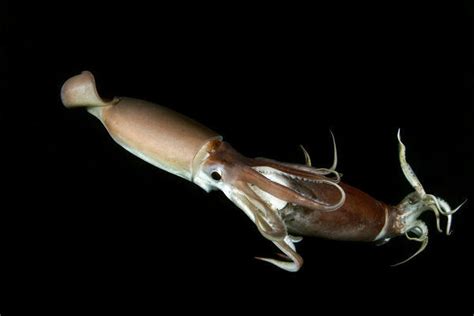 Ich habe kürzlich ein doku über oktopusse gesehen, wo gesagt wird das diese extrem intelligent sind. Humboldt squid (Dosidicus gigas) cannibalising another ...