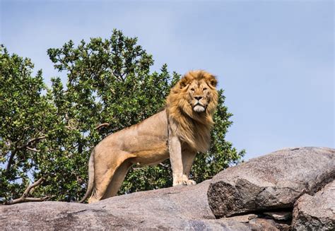Premium Photo Big Lion Standing On A Rock