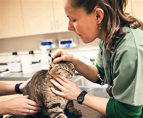Inflammatory Ear Polyps In Cats Bluepearl Pet Hospital