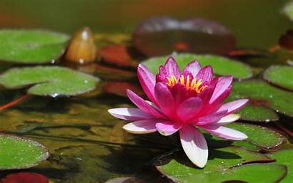 Water Lily Desktop Lilies Pc Background Wallpapers