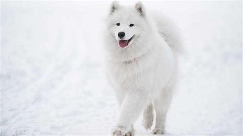 Samoyed White Dog Is Walking On Snow In White Background Hd Dog