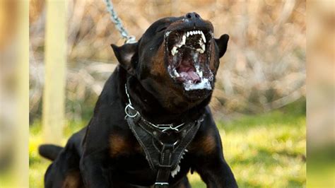 Top 10 Most Dangerous Dog Breeds In The World