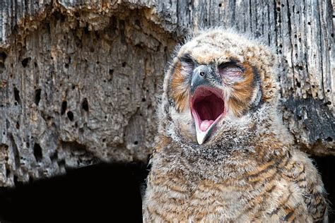 110 Yawning Owl Stock Photos Pictures And Royalty Free Images Istock